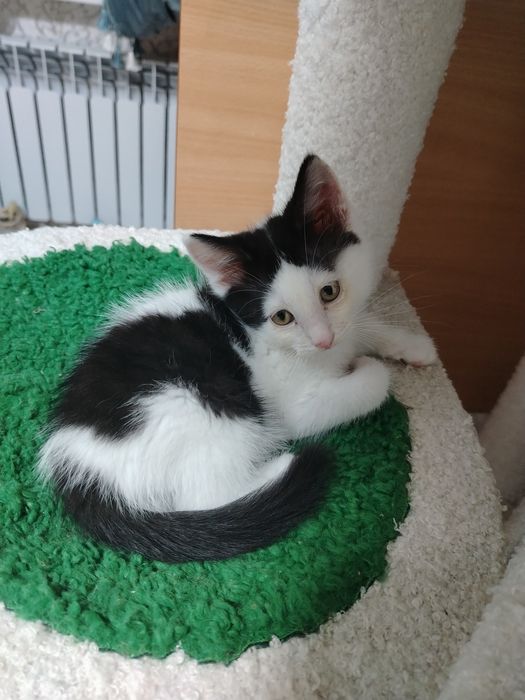 Отдам котят  в добрые руки