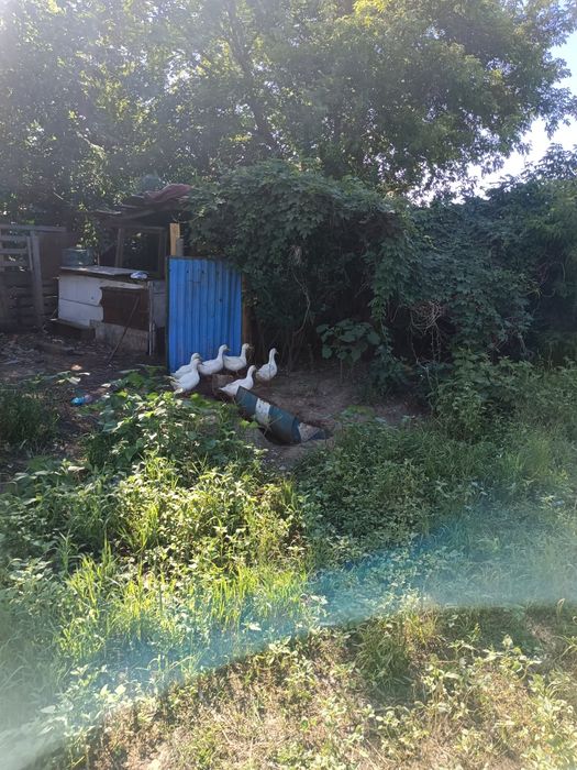 Продам молодых уток