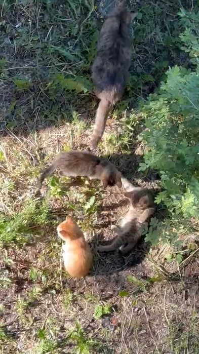 Котятам нужен дом! Срочно!