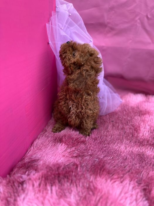 “Той” пудел, момиче