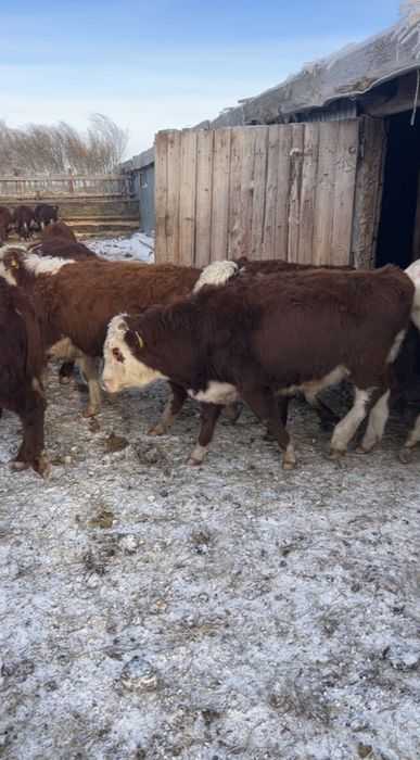 Продам белоголовых бычков 55 голов