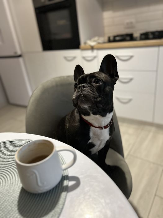 Adoptie Buldog francez