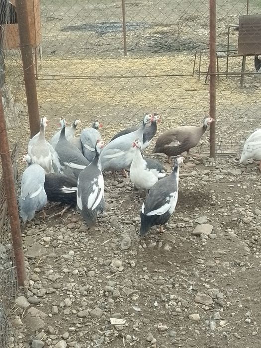 Bibilici femele și masculi de vânzare