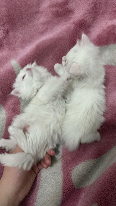 Котята британки мальчик и девочка