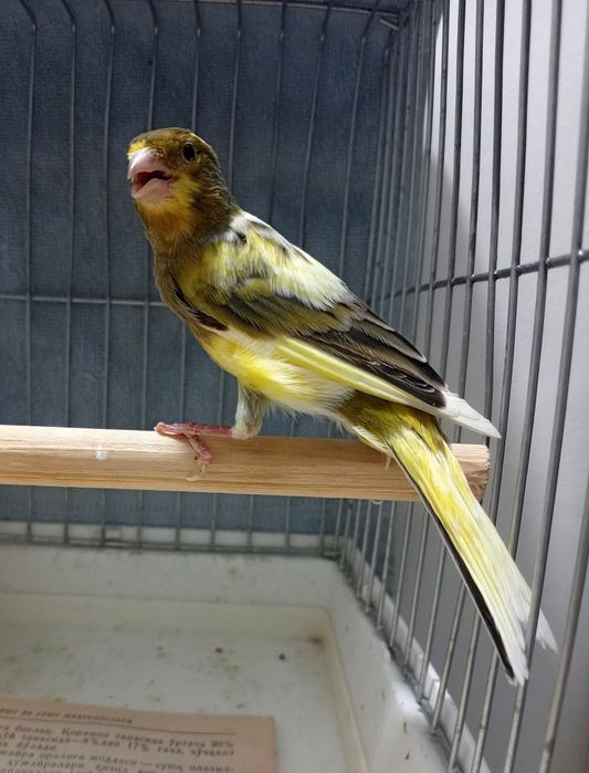 Kanareka avle nar sotladi