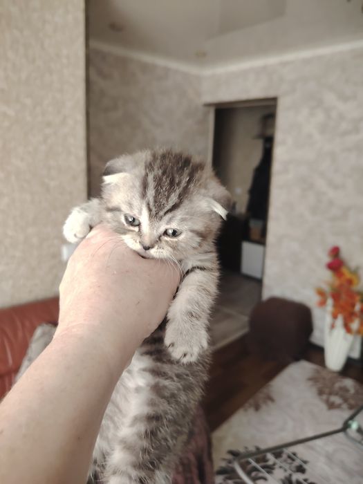 Шотландские малыши