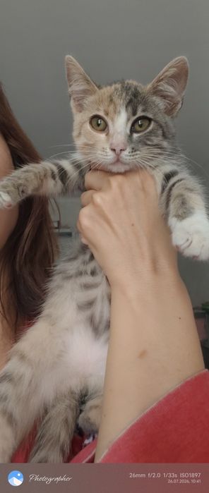 Мальчик котенок и девочка