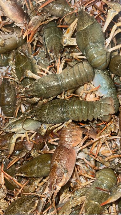 Живые и вареные раки