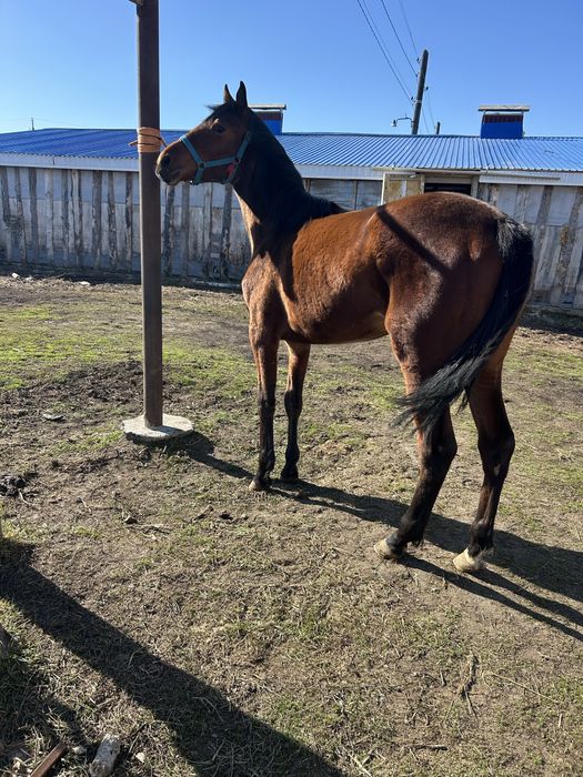 Чистокровный кобылка