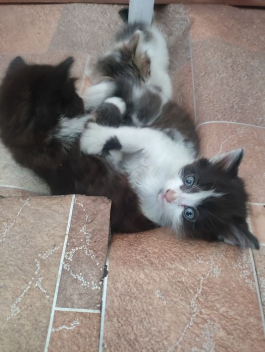 Дарим котят шустрых