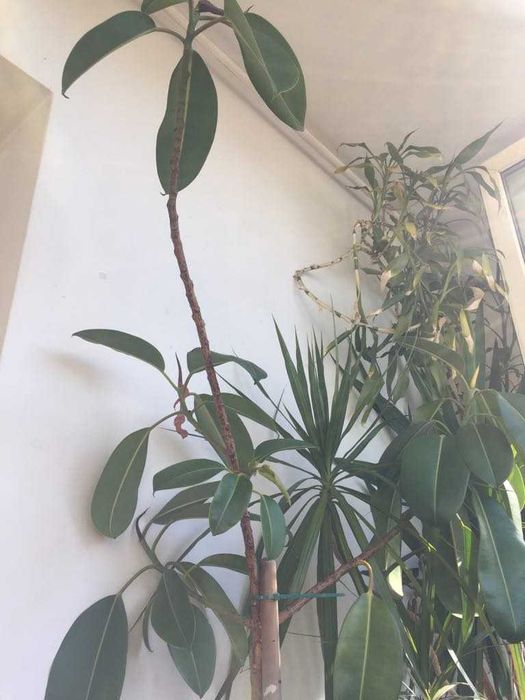 Plante flori ghivece