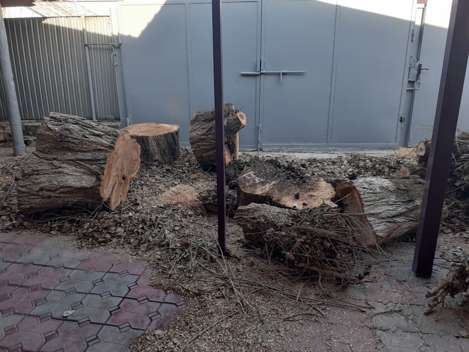 Узын агаш  кесылген отын сатлады