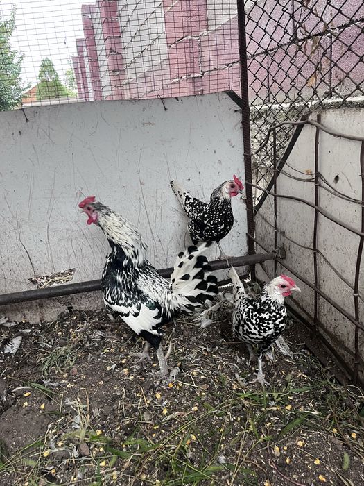 Продам курей сШамалган