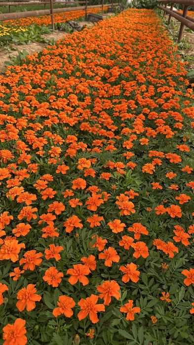 Гүлдер Цветы ОПТОМ!