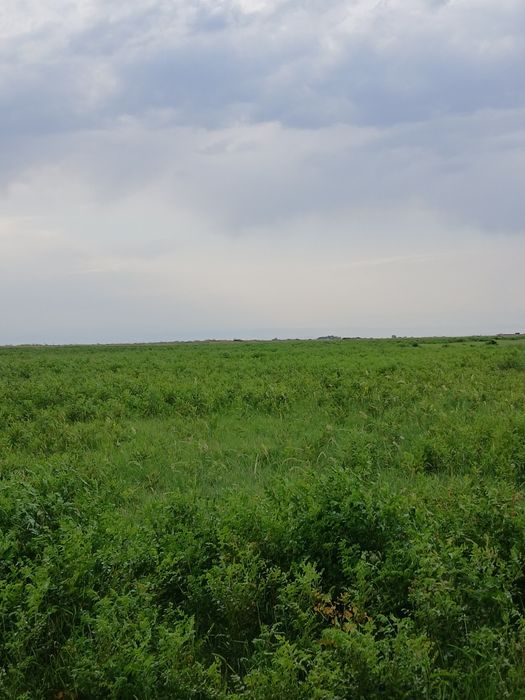 ФАЗЕНДА сатылады