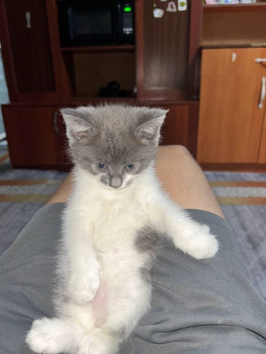 Отдам котенка в добрые руки