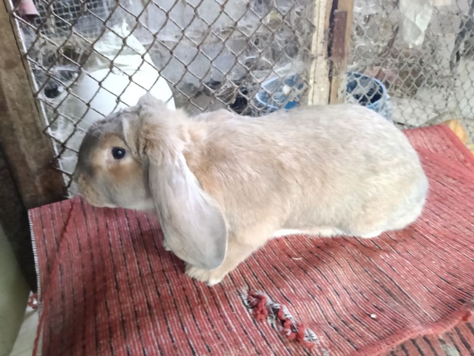 Кролики французский баран