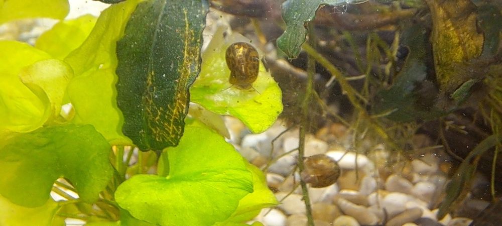 Аквариумни охлюви