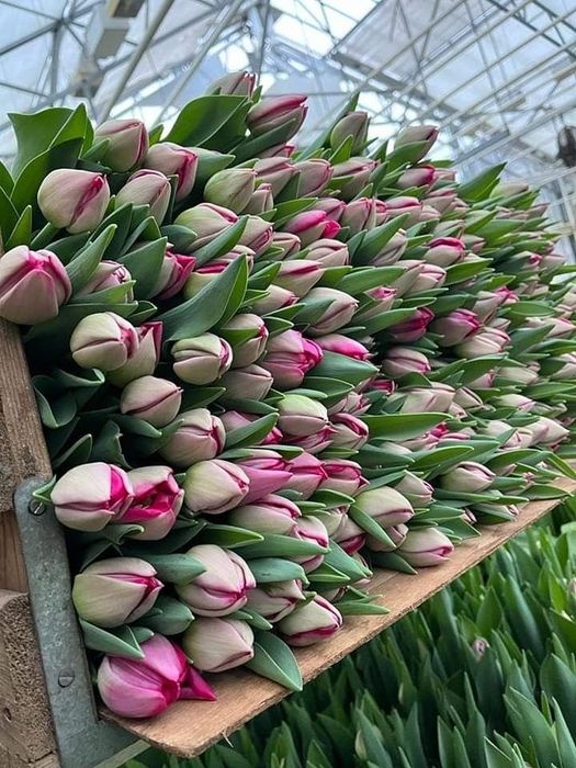 Тюльпаны луковицы