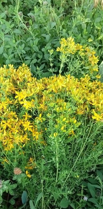 Лекарственные травы.