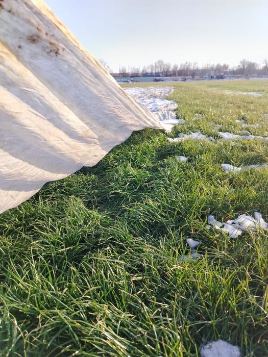 Готовый Газон. Рулонный газон. Дере