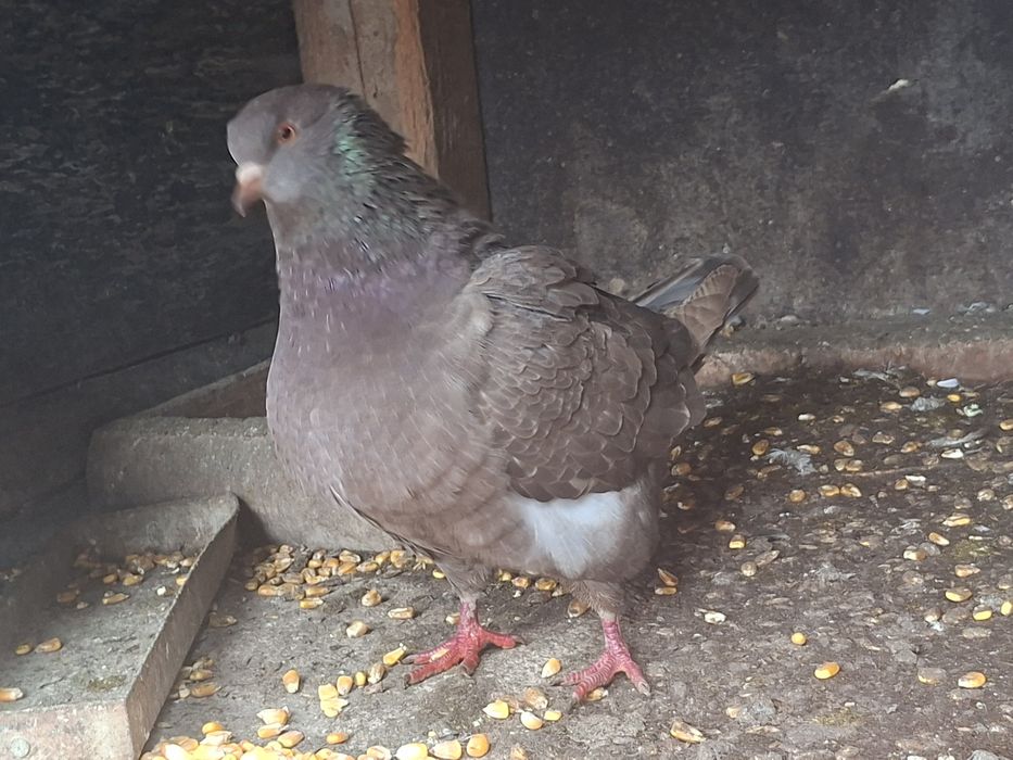 Perche de porumbei king