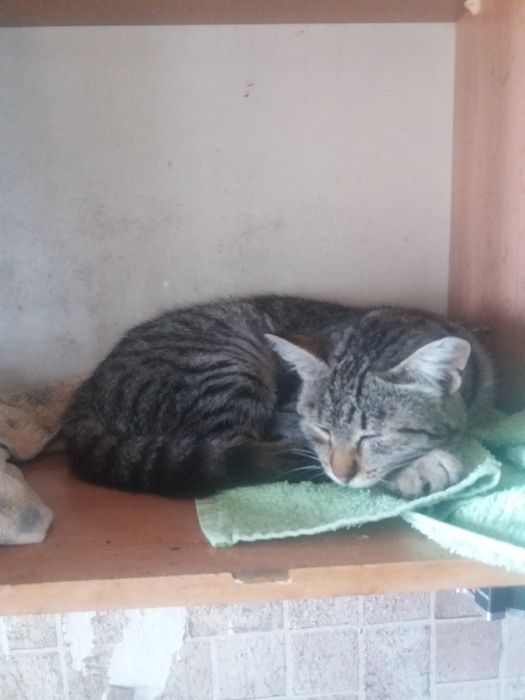 Кошка стерилизованная