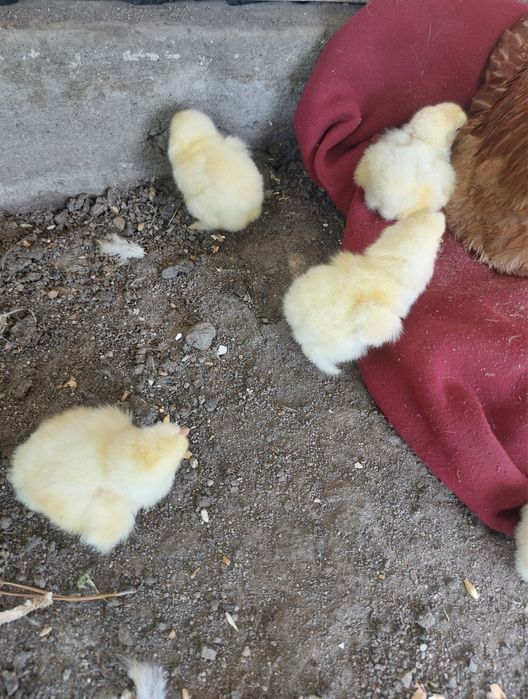 Цыплята брамы суточные