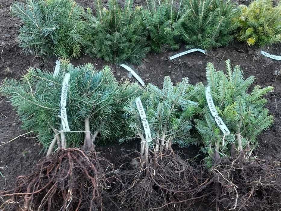 Pachet 30 bucati puieti mixt BASIC- 10 specii brad, molid argintiu