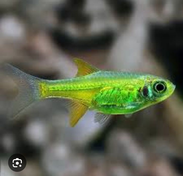 Аквариумные рыбки