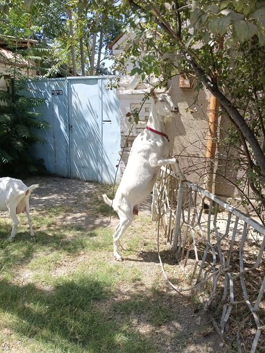 Коза !!! Тоза занен Она эчки сотилди