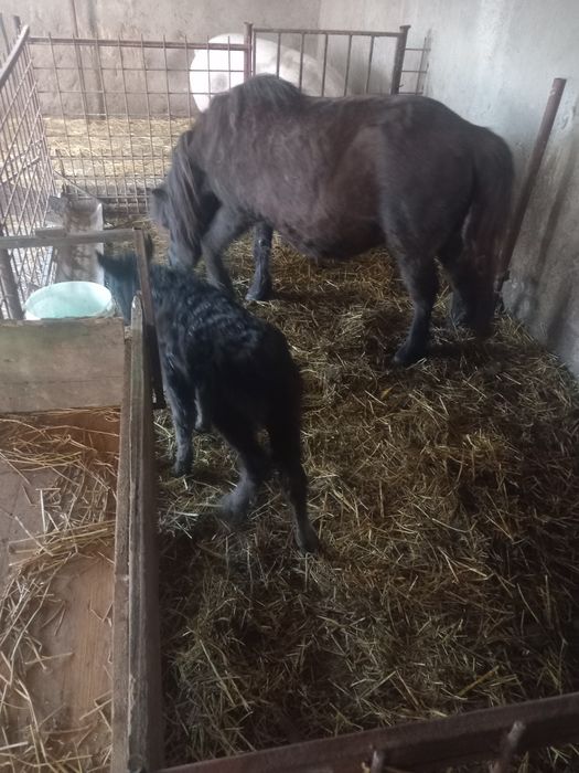 Vând poenita cu mânzut