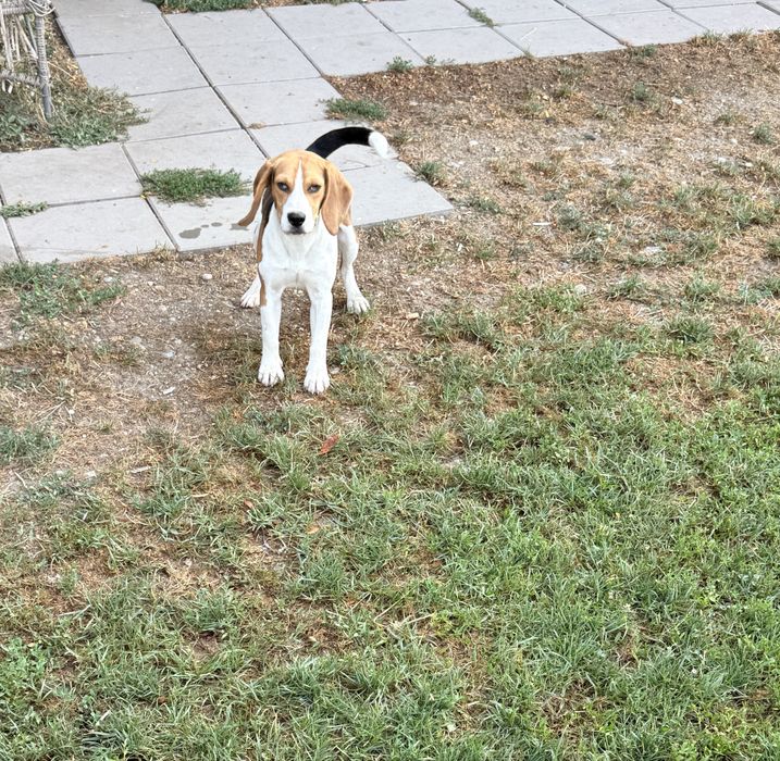 Mascul beagle 10 luni