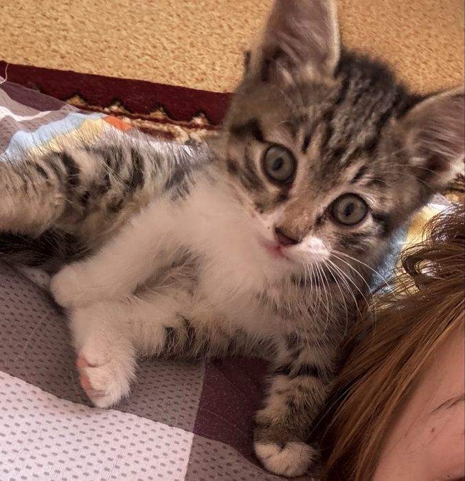 Кот, отдам бесплатно,адрес:Титов