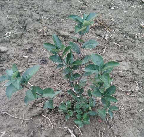 Aronia la super pret(oferta) 4,5 lei