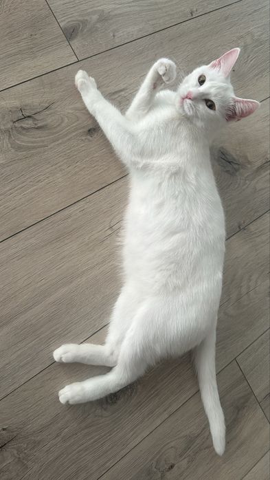 Отдаем кошку в ласковые руки