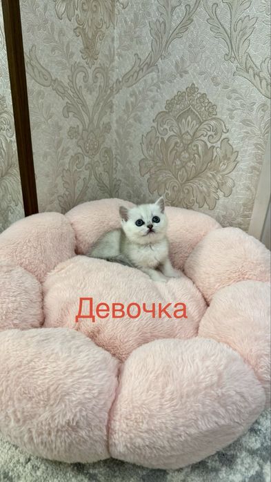 Продаётся чистокровный котята золотая шиншилла и серебристая шиншилла