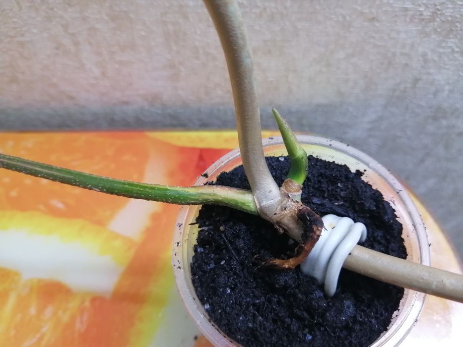 Продаю укорененные черенки филодендрон маска.