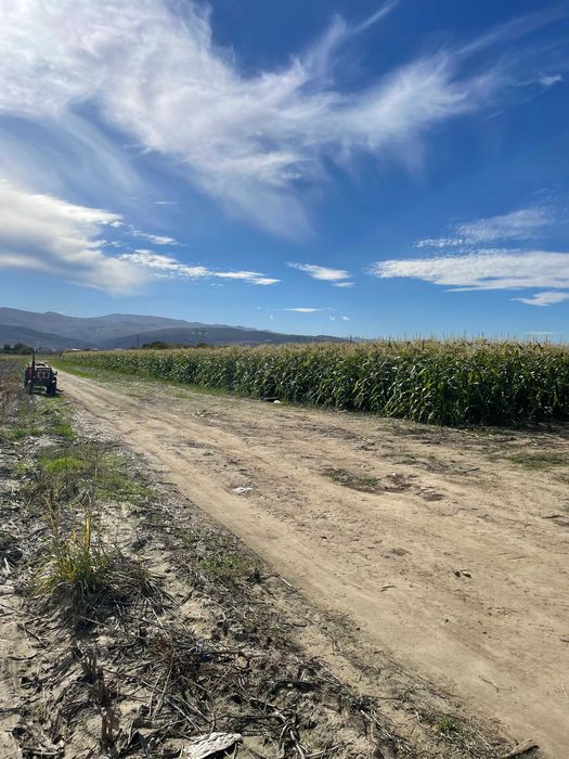 Замразена сладка царевица на кочани
