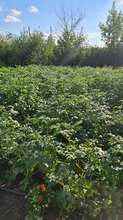 Дача С/о Алтайский энергетик