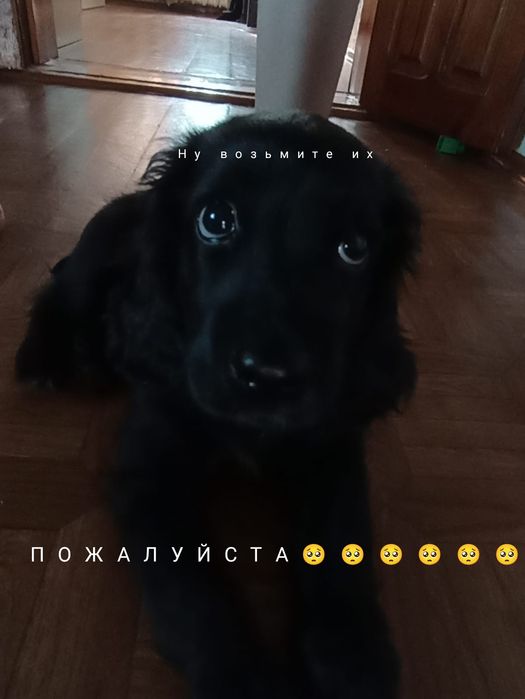 Отдаю котят в добрые руки.
