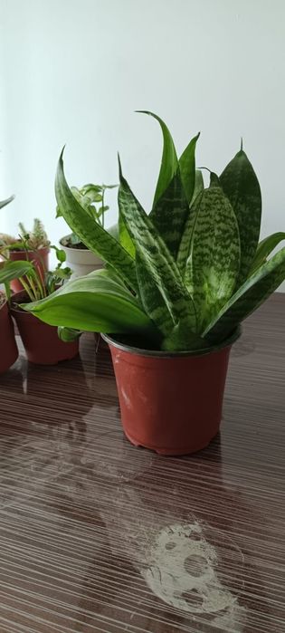 Бөлме гүлдері .комнатные цветы