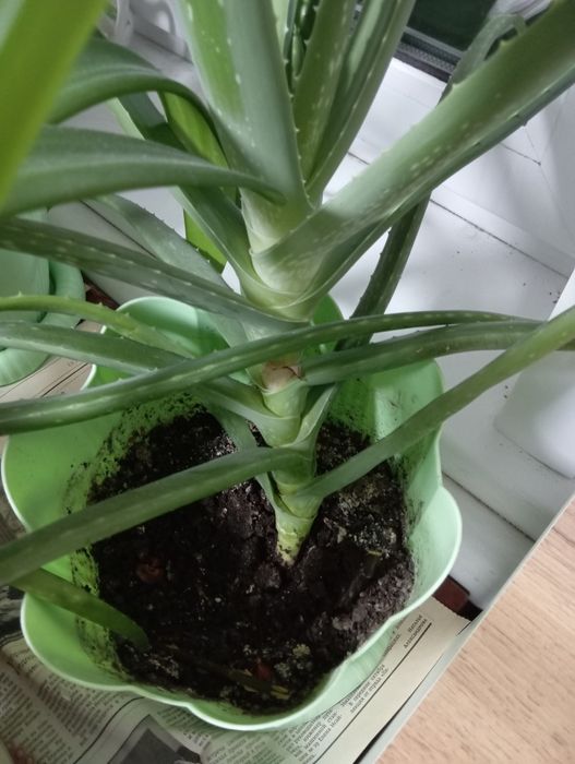 Продам Алоэ Вера