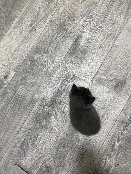 Котята в хорошие руки