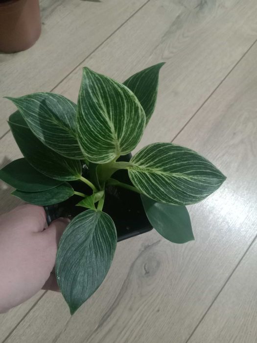 Продам комнатные цветы