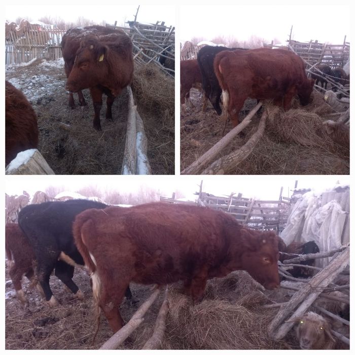 Продам молодую корову на развод.