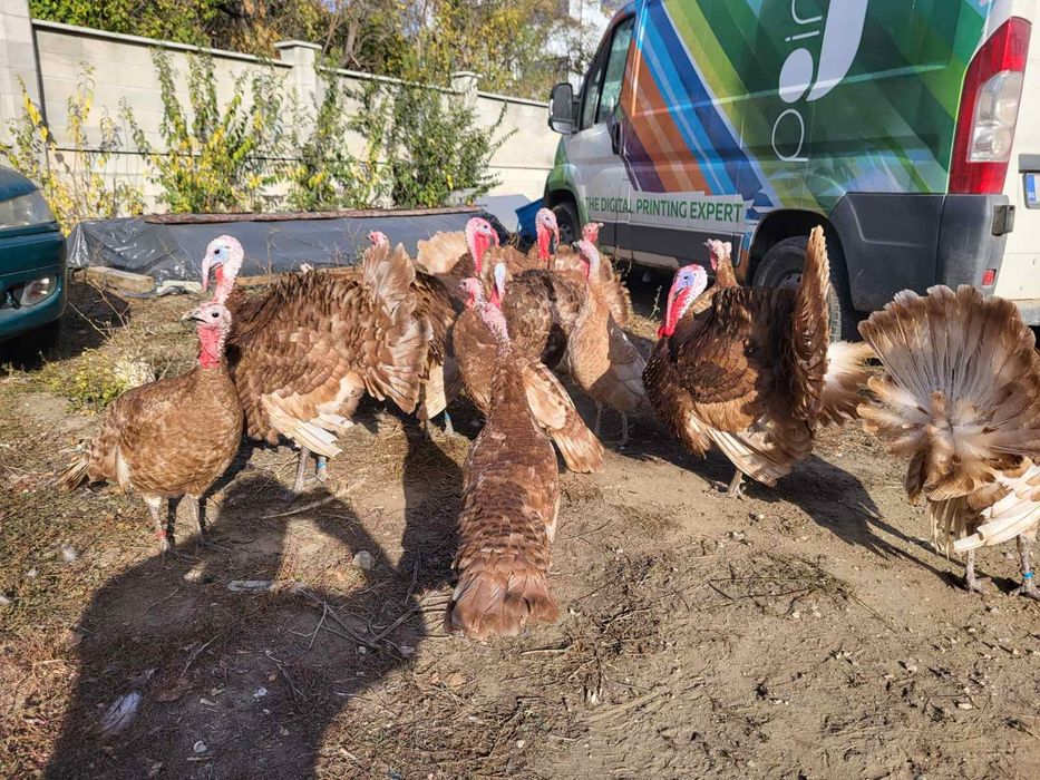 ЯЙЦА от пуйки, порода "Ред бърбън"