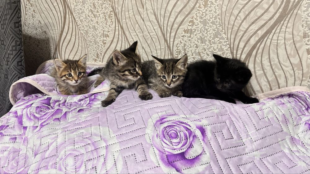 Котята отдам в добрые руки