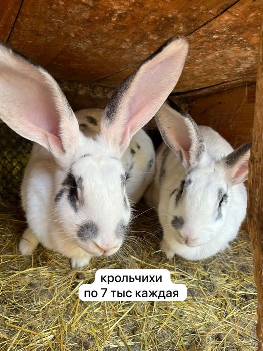 продам кроликов