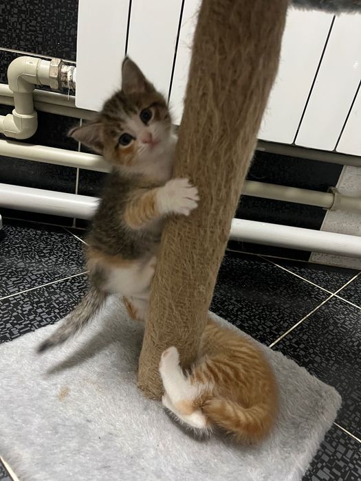 Отдам котят в добрые руки